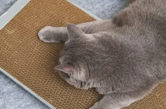 What Types of Scratching Posts Are Most Durable?